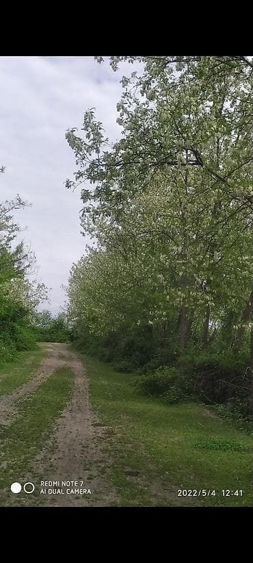 qedimi balta: Bal — 1