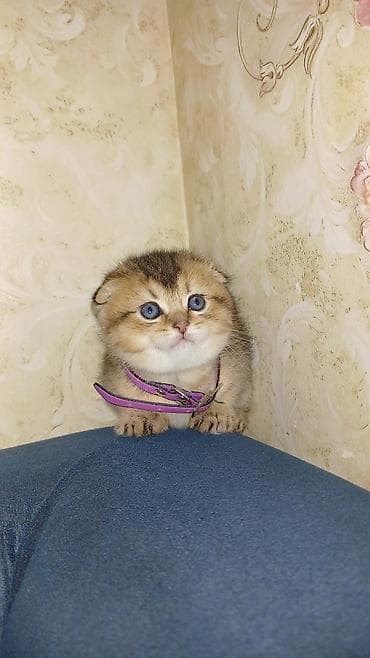 Pişiklər: Şotland yastı qulaq, Erkək, Dişi, Ünvandan götürmə — 3