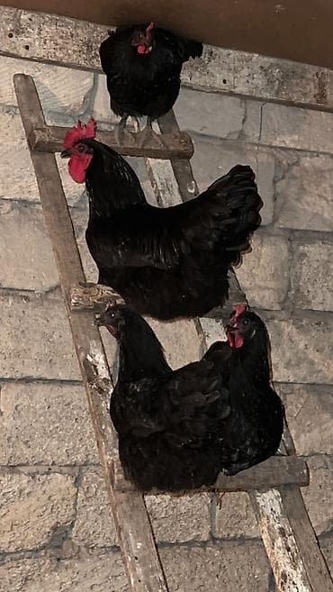 cins toyuqlar: Təmiz qan australorp yumurtaları satılır — 2