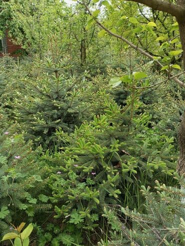 dibcək gulləri ev gulleri ve adlari: Hərkəsə salam😀 Quba ərazisində krimlovski şam ağaclarının topdan və — 17