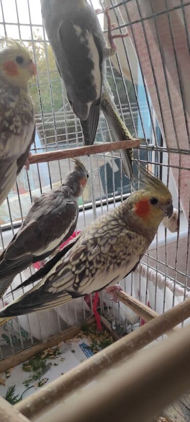 dərzi quşu: Nimfa (cockatiel) tutuquşuları – müxtəlif rəng mutasiyaları ilə - — 2