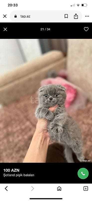 Gəmiricilər: Şotland — 2