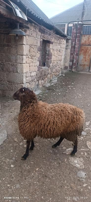 Erkək, il: 1, 60 kq, Damazlıq, Ünvandan götürmə