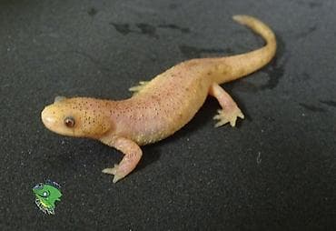 Albino Afrika cırtdan qurbağası (Hymenochirus) – akvarium üçün nadir lalafo.az -da Albino Afrika cırtdan qurbağası (Hymenochirus) – akvarium üçün nadir