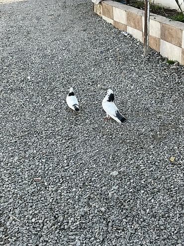 hazir sirket satilir: Hazir cut boynugulluler qiymet sondu 30 manat Xirdalandadi 0518471797 — 1