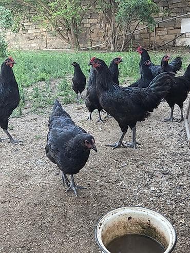 quş bazarı: Salam Aleykum ! Şəkildə gördüyünüz 10 ədəd 5 aylıq təmiz qan — 2