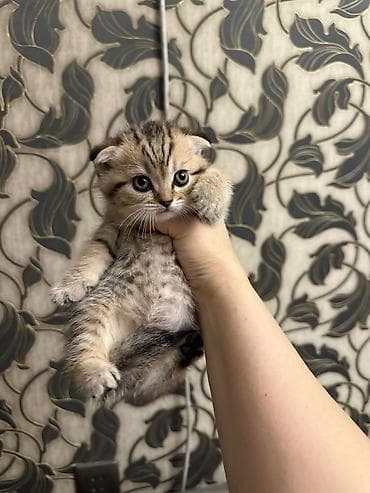 Akvariumlar: Tabbi — 6