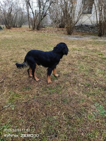 Кокер спаниель, 9 месяцев — 6