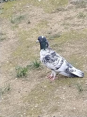 Boz-ağ naxışlı göyərçin - Növ: ev göyərçini (klassik şəhər tipli) -