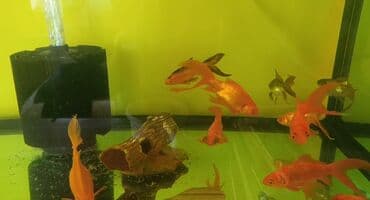 голд шиншилла: Qızıl balıq, Sülhsevər — 2