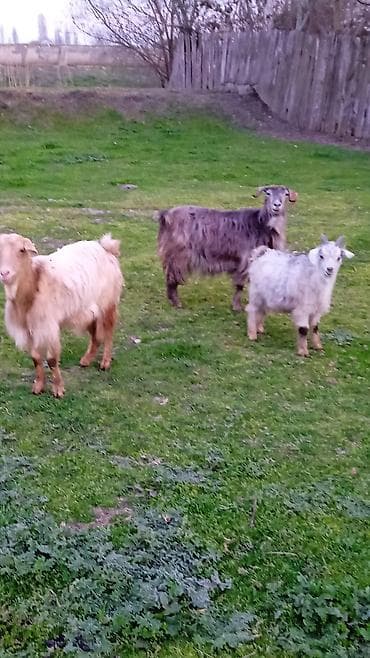 Salam keciler super temiz heyvanlardi boz balalidi sarı tekdi ve