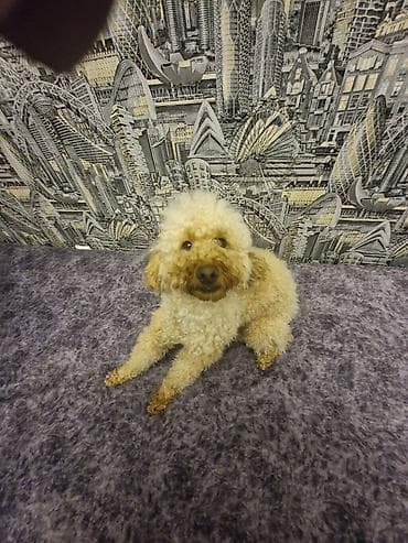 Digər heyvanlar: Pudel, 1 il, Erkek, Peyvəndli — 1