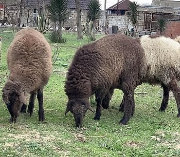 Erkəy quzular satılır super kök quyruğlu quzulardı 5 dənədi 5 də