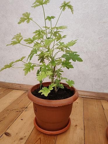 liman bitkisi: Qoxulu sardunya (Pelargonium graveolens) – saksıda otaq bitkisi - — 1