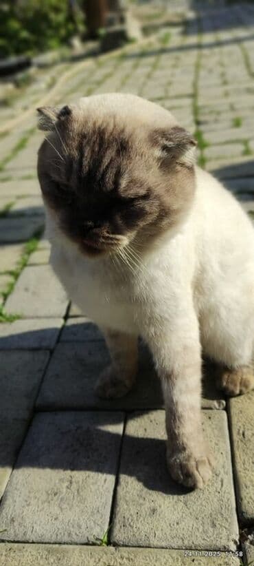 домик для кошек: Şotland yastı qulaq — 1