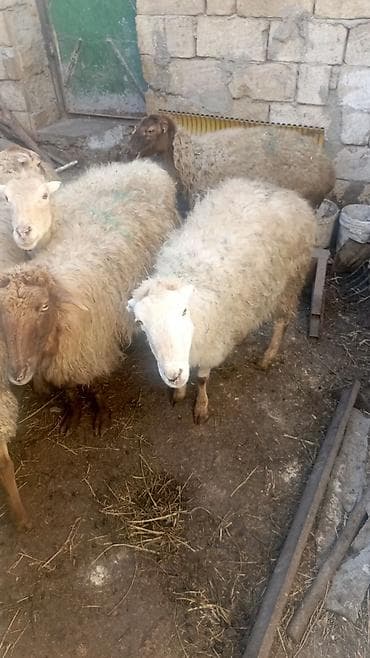 Бараны, овцы: Məhsul: Xırda buynuzlu heyvanlar – qoyun sürüsü Təsvir: - Şəkillərdə — 3
