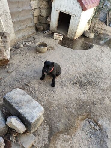 pop it: Кане-корсо, 3 месяца, Самка, Платная доставка, Бесплатная доставка, Доставка в районы — 9