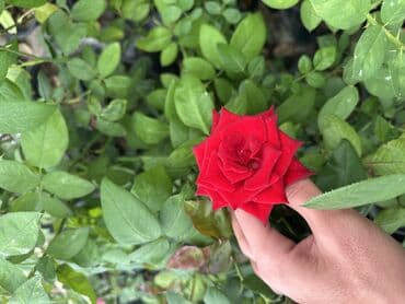 şaxtagülü qiyməti: Qızıl güllər satılır✅ İstənilən qədər var✅ Rəng çeşitləridə var✅ — 10