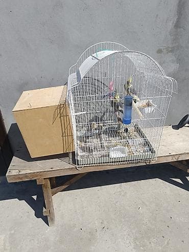 samoyed satılır: Yetişkin quşlardır yumurtlamağa hazırlaşırlar 1 dəfə bala çıxardıblar — 4