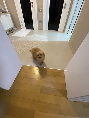 pitbul erkek: Pudel, 3 ay, Erkek, Peyvəndli — 2