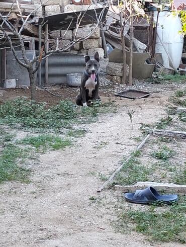 it ucun boyunbagi: Amerikan Pitbull tipli (qısa tük, atletik bədənli) it. - Rəng: boz — 3