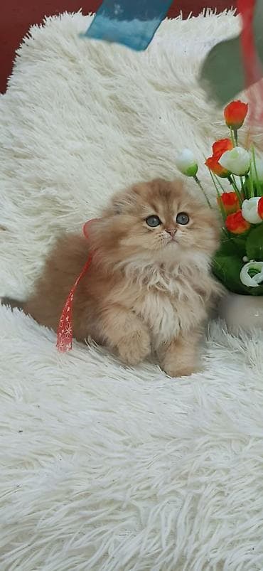 Şotland yastı qulaq
