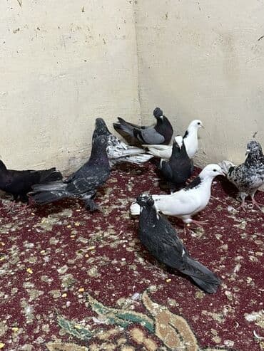 sebzi quşu: Hamisini goturen olsa 5 manatdan tek tek biri 10 manat — 7