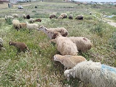 sican sekili: Qoyun sürüsü – qarışıq cinslər - Şəkillərdəki kimi otlaqda — 2