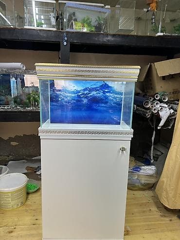 balıq tutmaq: Hazir ölcülərdə akvariumlar var Baliqlar var satişda Dekorlar — 6