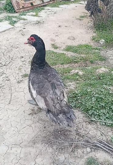 it yemi satisi: Muscovy ördəkləri – 2 baş - Cins: Muscovy (hind ördəyi) - Rənglər — 8