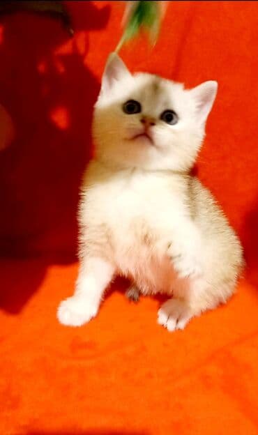 böyüməyən pişik: Britan, Erkək, Yaxşı əllərə, Ünvandan götürmə — 4