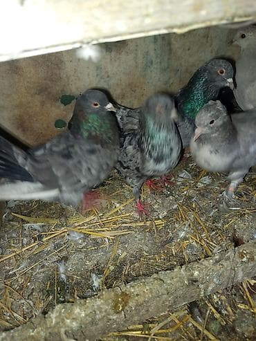 pişik yemi: Ev göyərçinləri – müxtəlif rəng çalarlarında - Şəkildə bir neçə ev — 1