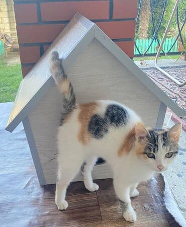 it yuvasi: Salam. Pişik, dovşan və itlər üçün keyfiyyətli yuvalara sifariş qəbul — 7