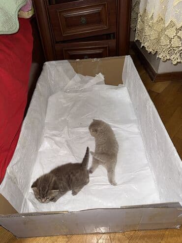 cütləşmə: Şinşilla, Dişi, Cütləşmə üçün — 8