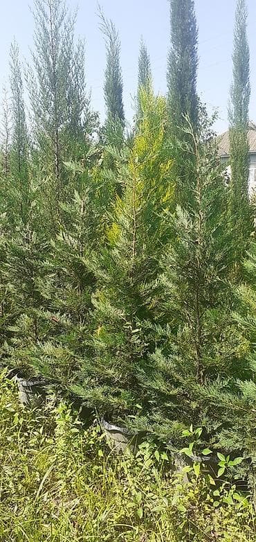 dekor patalok: Dekarativ ağaclar — 10