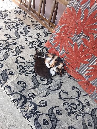 doşək matras: Böyüklər üçün Süngər Döşək — 1