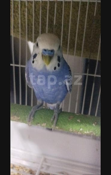 попугай ара цена: Erkek muhabbet quşudur tam cütə hazır mayalıdır dimdiyi tükleri tam — 1