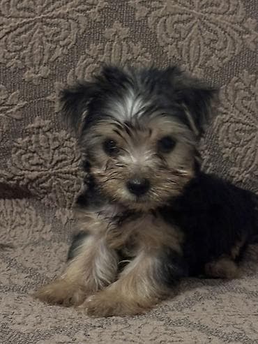 york terrier: Yorkşir teryer — 3