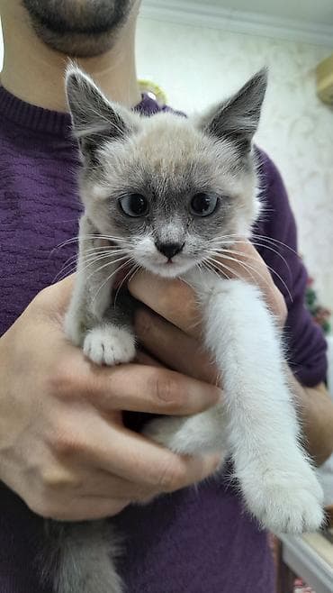 pişik sortları: Siam, Dişi, Yaxşı əllərə, Ünvandan götürmə, Ödənişli çatdırılma — 1