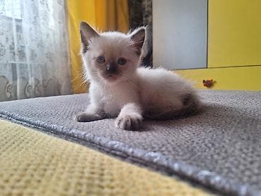 bengal pişik: Siam — 9