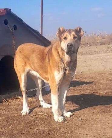 кавказская овчарка купить: Гурдбасар — 1