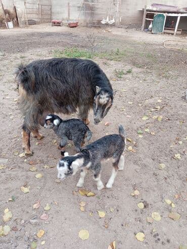 Məhsul: Ana keçi və 2 oğlaq Təsvir: - Şəkillərdə kənd həyətində