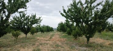 2.5 ha 9 illik intensiv gilas bağı, 1.5 ha boş sahə. Suvarma sistemi