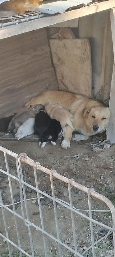 iran coban iti: Peyvəndli — 2