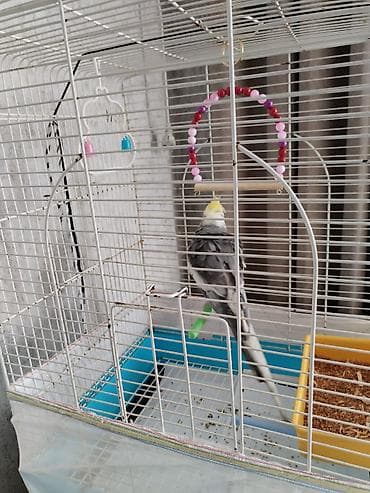 qaşqaldaq quşu: Nimfa (cockatiel) quşu və qəfəsi dəsti - Quş: boz-ağ rəngli nimfa — 2