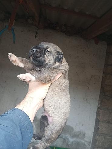 Gəmiricilər: Peyvəndli — 6