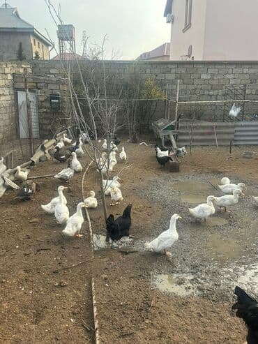 çəpiş əti: Məhsul: Ördəklər (ferma təsərrüfatı üçün) Təsvir: - Ağ Pekin ördəklər — 5