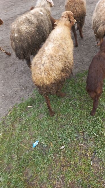 ekiz balali qoyun: Sağlam boğaz qoyunlar 9 başdı — 6