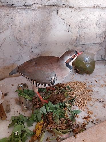 dönər əti: Məhsul: Dağ kekliyi (Alectoris chukar) Təsvir: - Fotolarda gördüyünüz — 1