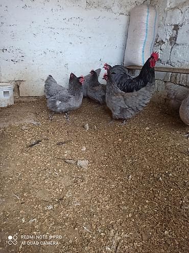 balonka it satilir: Toyuq, Australorp, Damazlıq, Ünvandan götürmə, Ödənişli çatdırılma — 5